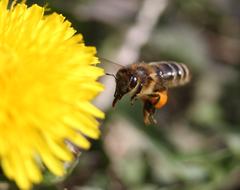 Dandelion Bee Flight
