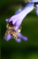 Hyacinth Bee Pollination