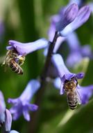 Hyacinth Bee Pollination