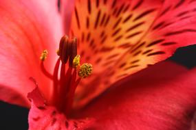 Macro Flower Blossom