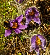 Flower Plant Pasque Spring