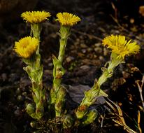 Tussilago Farfara Blossom Bloom