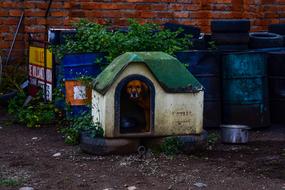 Dog House Architecture