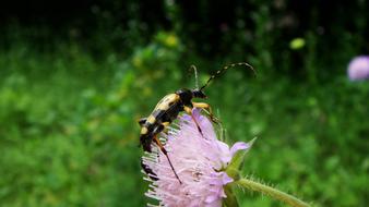 Nature Insect Summer