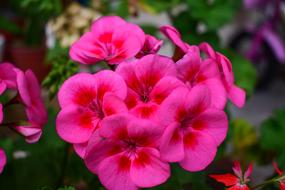 Flower Garden Nature