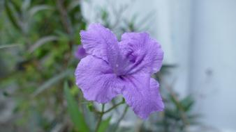 Flower Việt Nam Nature