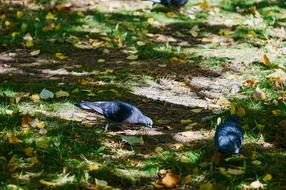 Dove Autumn Park