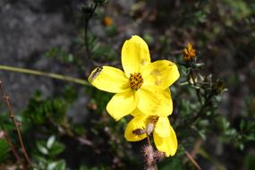 Yellow Flower Moor