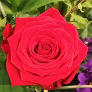 Rose Flower Red macro blur