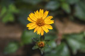 Flower Uganda Kampala