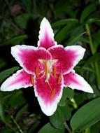 Flower Lily
