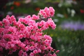 Flowers Plants Flower Market