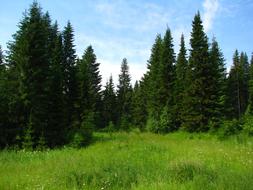 Forest The Sky Is Blue Nature