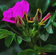 flower plant garden nature