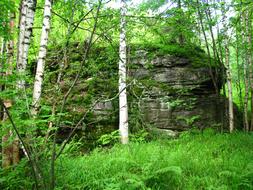Forest Big Lump Stone