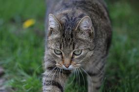 Tabby Cat European Shorthair