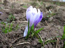 Crocus Nature Spring