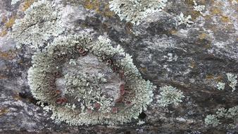Whorls Stone Moss