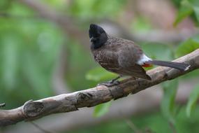 Wildlife Nature Bird