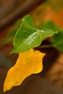 Background Yellow Leaves Green