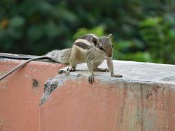 Nature Squirrel Animal