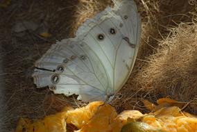 arge butterfly with white wings