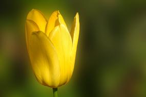 Tulip Nature Flower