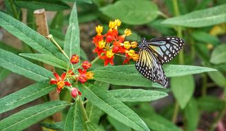 Butterfly Feeding Colour