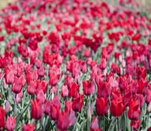 Tulips Flower Flowers