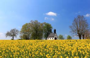 Chapel Field Of Rapeseeds Blooming