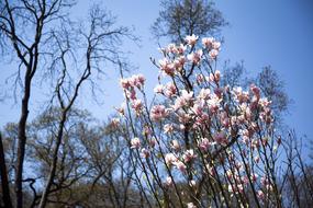 Flower Landscape Nature