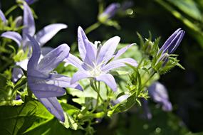Bellflower Sunlight Close Up