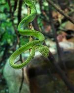 Trimeresurus Viper Wildlife