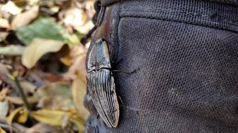 Nature Insect Wildlife