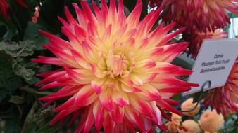 Dahlia Blossom Bloom