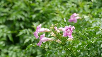 Garlic Vine Bignone Flower Việt