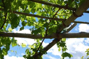 Wine Vine Grapes