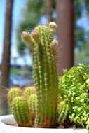 Cactus Spine Flora