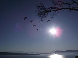 Gulf Islands Ocean Birds