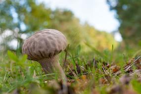 Forest Autumn Mushroom