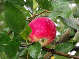 Nature Red Apple