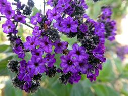 Flower Heliotrope Violet