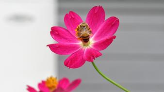 Nature Flower Bee