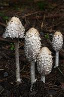 Mushroom Schopf Comatus Asparagus