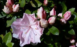 Pink Azalea Buds