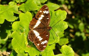 Nature Butterfly Day At The Court