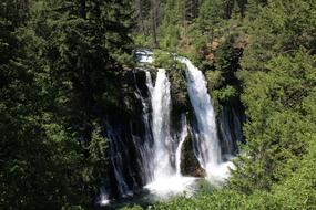 Burney Falls Waterfall Trees