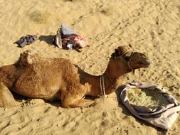 Camel Desert Travel