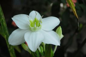 The Saucer And Cup Flora