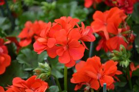 Flower Red Geranium Garden